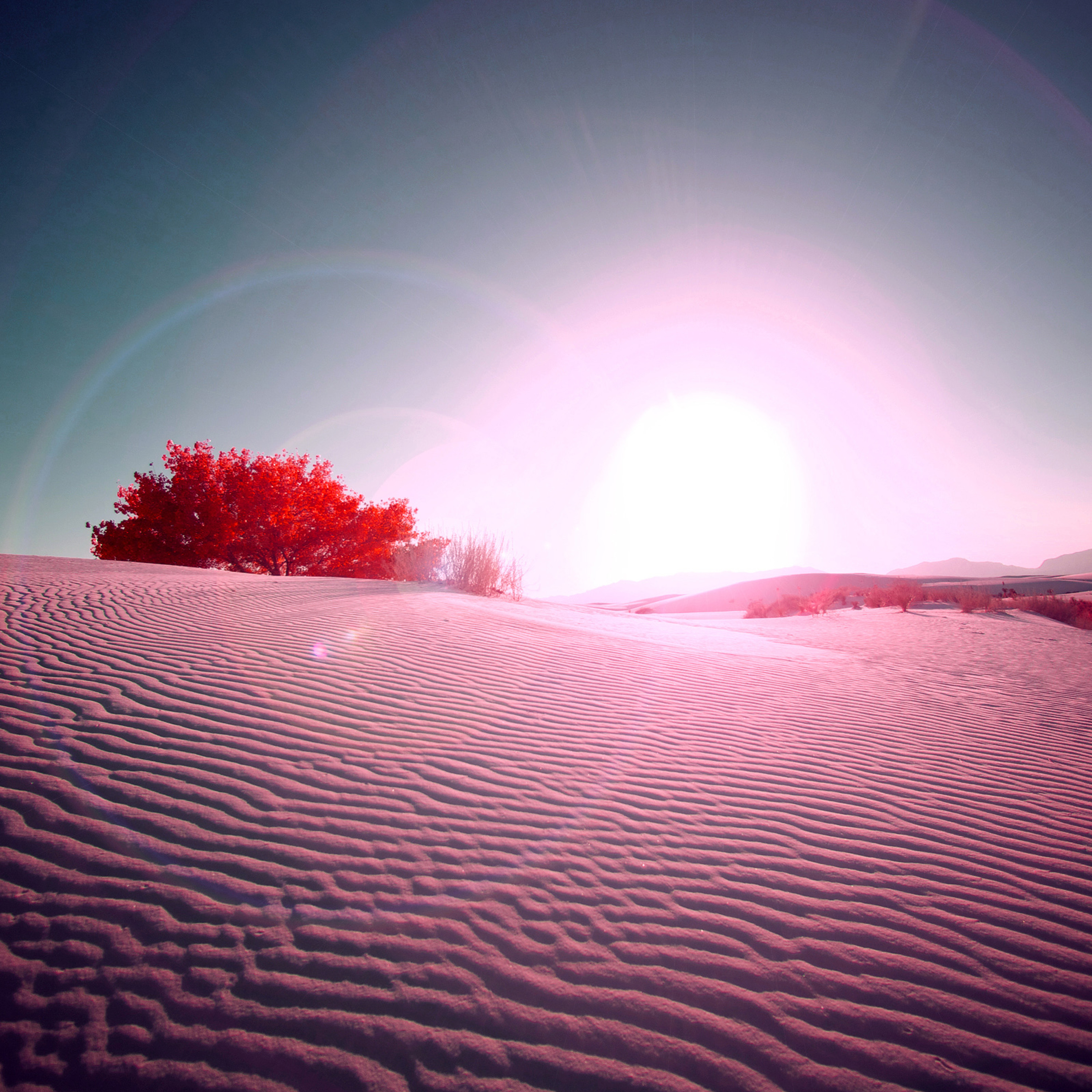 Rosa del desierto episode artwork