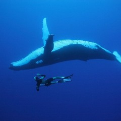 Delfines Y Ballenas  (dolphins and whales)