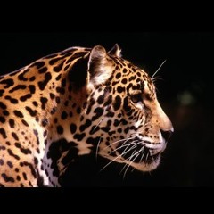 Wild Animals mashup(martin garrix vs regoton)