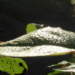 Estuaire pluie