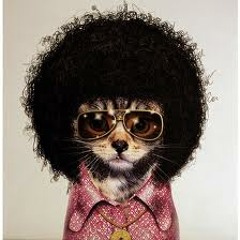 Groovy Cat
