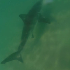 89.3 FM KPCC Great White Shark Interview with Brad Coder