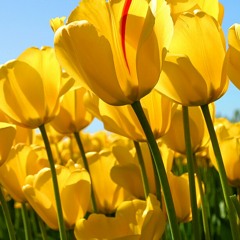 مرتضوی و بغض