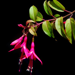 Fuchsia