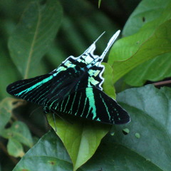 Rainforest Morning Sounds of the Amazon Jungle at Peruvian Amazon