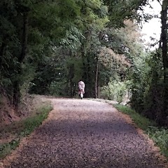 Walk in the woods (Raphael J.)