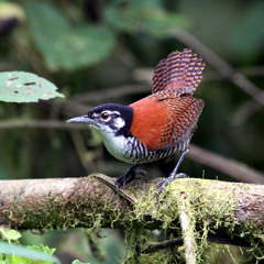 Sound Of Life (Smithsonian Institute Remix Competition)