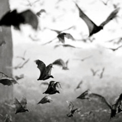 BAT GUANO'S SATURDAY SWARM