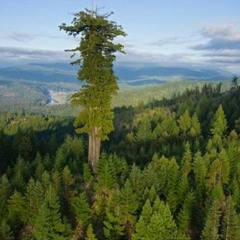 IF A TREE FALLS IN THE FOREST  (dedicated to Hideki Nakanishi, the MandoMan)