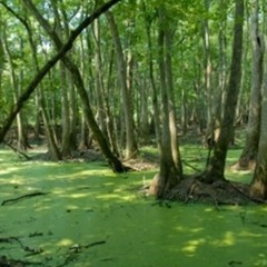Mystry-Swamped