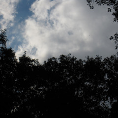El Bosque Encantado