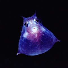 Don't Do Nobody Nothing