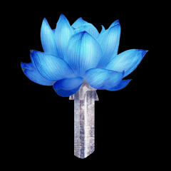 PETAL (Tijuana Cartel Remix)