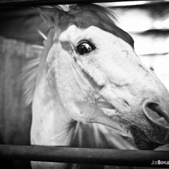 The Man They Call Horse
