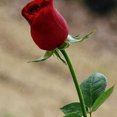 عربي