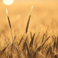 dio - "morning express"