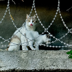 My Barbed Wire Pussy