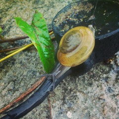 A Small Snail In The Rain/หอยทากตัวเล็กๆ ท่ามกลางฝน