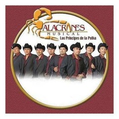 ALACRANES MUSICAL Solo Los Tontos
