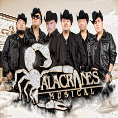 ALACRANES MUSICAL Yo No Debi Amarte
