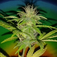 LONGUSMONGUS - RIESIGE ROTE FLAMME x FREESTYLE (JANNIKWITT GITARRENMUSIK)