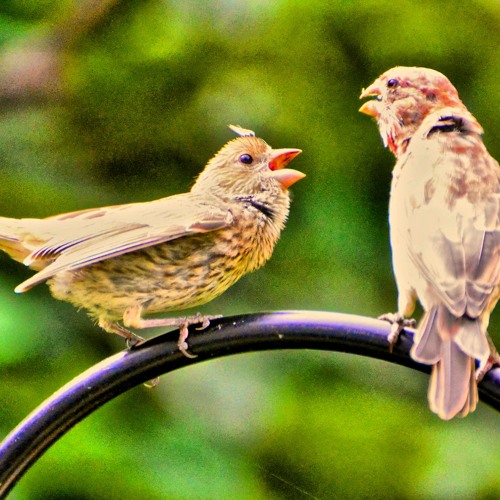 Birds Chirping by beautifulnow