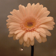 Flowers WIll Bloom（花は咲く) Japanese Version ダリルスミス