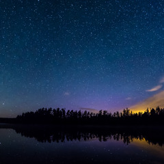 Howling Wolves, mostly pups (Canis lupus)