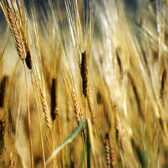 Cancion de los segadores