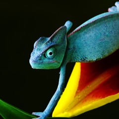 Good watching you (Bootleg)