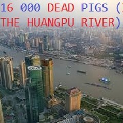 16,000 Dead Pigs (In The Huangpu River)