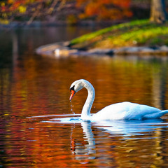 The Swan (from "Carnival Of The Animals") - Camille Saint-Saens
