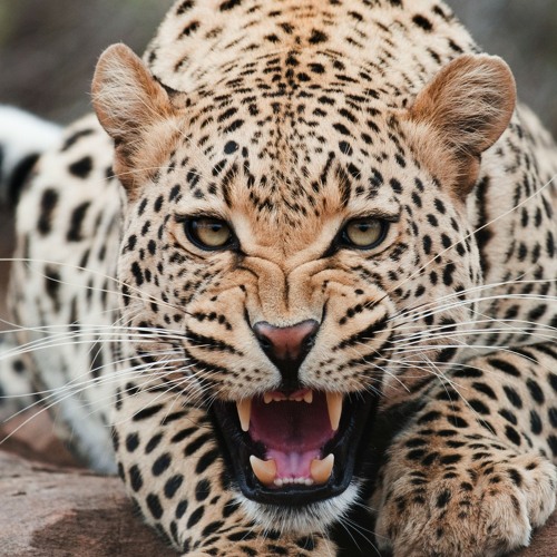 Borgore, Waka Flocka Flame, Paige feat. Martin Garrix - Wild Animals (Borough Mashup)