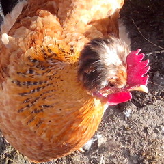 Ana Lucia - Como Cuando Te Veo Ir