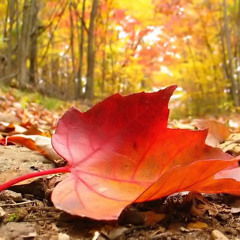 richTAB autumn thoughts 'n feelings podcast #zerozero2