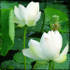 Namo Avalokitesvara Bodhisattva