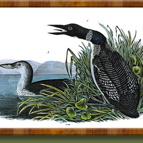 Great Northern Loon