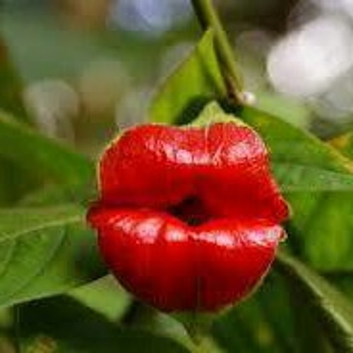 01 ​ေမစံပယ္​ညိဳ , ​ေဘးစကား