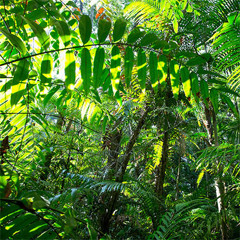 Eubenangee Rainforest, Queensland, Australia
