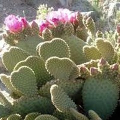 Desert Hearts