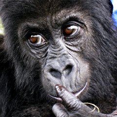 Mutant CreTch VIpP Snippit.