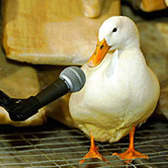 Ducks echo doesn't sound