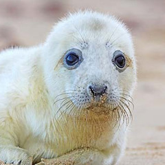 Grey Seal Halichoerus grypus