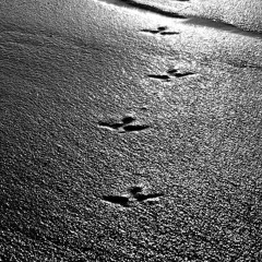 Grey - Ani DiFranco cover