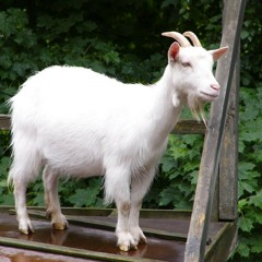 Get Your Goat - Mixed By Danny Dobs