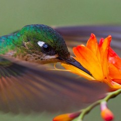 #31 Chamar Para Aqueles Que Vagueiam, Hinario Vamos em Frente, Julia Vaughns