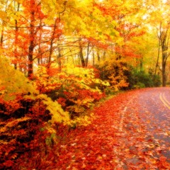Leaving Fall