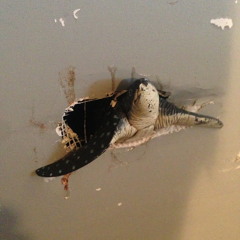 RIP LOU the gift + sister ray  (warehouse 10.30.13)