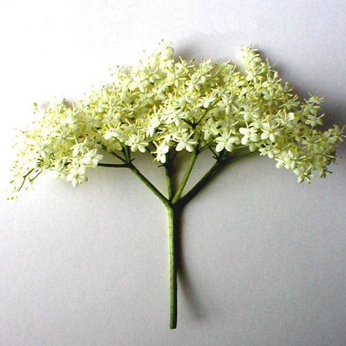 atish - [039] - november 2013 - elderflower