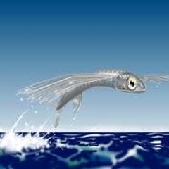 FlyFish